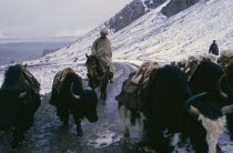 Nomadic horsemen with yaks on high mountain road near Nam Tso Lake in snow.Asian  Asian