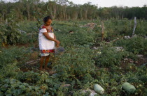 Indian woman working on her smallholding watering vegetables.American Mexican