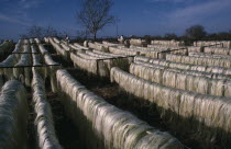 Sisal fibres used to make rope on drying racks near Merida.American Mexican Hispanic Latin America Latino American Mexican Hispanic Latin America Latino