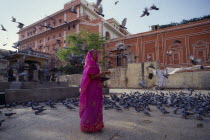 Woman in pink and gold sari feeding pigeons in courtyard.Asia Asian Bharat Inde Indian Intiya  Asia Asian Bharat Inde Indian Intiya
