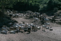 Karamojong cattle herd being watered at wells dug into dry river bed.  Markings and brands on cattle indicate clan ownership.Pastoral tribe of the Plains Nilotes group related to the Masi  African E...