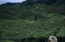 View over Bharat tea plantation near Tanah Rata with distant pickers on lower slopes and sack of picked tea in the foreground.Asian Malaysian Southeast Asia  Asian Malaysian Southeast Asia