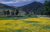 Field of oilseed rape in flower with two women walking along edge and mountain landscape behind. Asia Asian Chinese Chungkuo Jhonggu Zhonggu  Asia Asian Chinese Chungkuo Jhonggu Zhonggu