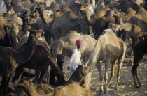 Camel Fair with man wearing pink turban walking amongst camelsAsia Bharat Inde Indian Intiya Asian Asia Bharat Inde Indian Intiya Asian