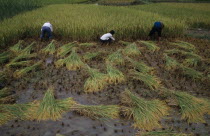 Rice harvestAsia Asian Chinese Chungkuo Jhonggu Zhonggu  Asia Asian Chinese Chungkuo Jhonggu Zhonggu