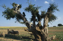 Little boy with goats climbing Argane tree to reach leaves near Essaouira.  Argane trees  Argania spinosa  are long lived and able to cope with the harsh environment.Argan African al-Magrib Ecology E...