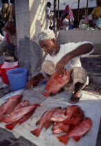 Male vendor in fish market laying fish out on sacking in front of him.  Middle East Old Senior Aged Omani United Arab Emirates Al-Imarat Al-Arabiyyah Al-Muttahidah Arabic Emiriti One individual Solo...