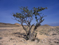 Frankincense tree  Boswellia sacra  in desert area near Salalah.Middle East Omani Scenic United Arab Emirates Al-Imarat Al-Arabiyyah Al-Muttahidah Arabic Emiriti