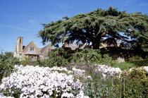 Hidcote Manor Garden  near Chipping Campden. Cedar of Lebanon tree and manor house.TravelTourismHolidayVacationExploreRecreationLeisureSightseeingTouristAttractionTourHidcoteManorGarden...