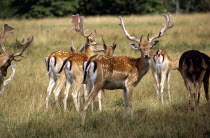Charlecote Park  Herd of fallow deer.TravelTourismHolidayVacationExploreRecreationLeisureSightseeingTouristAttractionTourCharlecoteParkWarwickWarwickshireEnglandGreatBritainUnitedK...