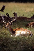 Fallow deer sitting  Charlecote ParkTravelTourismHolidayVacationExploreRecreationLeisureSightseeingTouristAttractionTourCharlecoteParkWarwickWarwickshireEnglandGreatBritainUnitedKi...