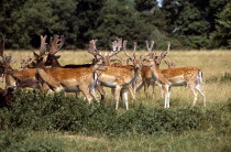 Charlecote Park. Herd of fallow deer.TravelTourismHolidayVacationExploreRecreationLeisureSightseeingTouristAttractionTourCharlecoteParkWarwickWarwickshireEnglandGreatBritainUnitedK...