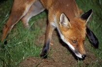 Close up of face of fox  Wiltshire  EnglandTravelFoxFoxesVulpesStandingStoodStandEnglandGreatBritainUnitedKingdomGBUKWildWildlifeAnimalMammalCreatureNatureSingleOne1LookLooki...