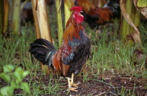 Cockerel in undergrowth  Key West  Florida  USA.TravelCockerelKeyWestFloridaUnitedStatesofAmericaUSABirdWildAnimalFeathersFeatheredNatureVividVibrantWildlifeCreatureAvianCockFo...
