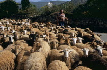 Shepherd with sheep walking along road.TravelTourismHolidayVacationExploreRecreationLeisureSightseeingTouristAttractionTourDestinationKefaloniaKefalonianKephaloniaKephalonianKefalloni...