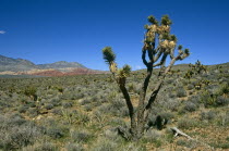 Joshua Tree in barren landscape.TravelTourismHolidayVacationExploreRecreationLeisureSightseeingTouristAttractionTourDestinationTripJourneyRedRockCanyonCanyonsNevadaNVUnitedStates...