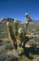 Flowering Joshua Tree in barren rocky landscape.TravelTourismHolidayVacationExploreRecreationLeisureSightseeingTouristAttractionTourDestinationTripJourneyRedRockCanyonCanyonsNevada...