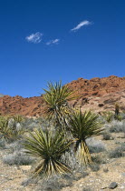 Palm trees in barren red rocky landscape.TravelTourismHolidayVacationExploreRecreationLeisureSightseeingTouristAttractionTourDestinationTripJourneyRedRockCanyonCanyonsNevadaNVUni...