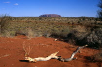 Kata Tjuta National Park  Mount Uluru  Ayers Rock.  Branch of tree in foreground.TravelTourismHolidayVacationExploreRecreationLeisureSightseeingTouristAttractionTourMountUluruAyersAyres...