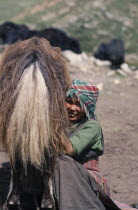 Tibetan nomad girl milking her yak in camp on the Summer pastures.Asia Asian Nepalese Religion Religious Farming Agraian Agricultural Growing Husbandry  Land Producing Raising One individual Solo Lon...