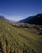 Rhone Valley. View across Vineyards on slope towards the town.European Schweiz Suisse Svizzera Swiss Western Europe Wallis Polynesia Scenic Valais Many Islands Pacific Islands Polynesian Farming Agra...