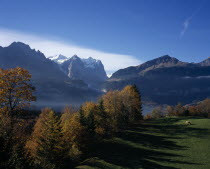 Hasliberg farmland north of Meringen. Trees in autumn colours with cattle grazing on lush green grass with snow capped Wetterhorn Mountain 3704metres   12130ft   in the background.European Schweiz Su...