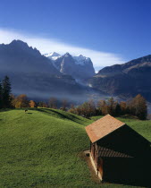 Hasliberg farmland north of Meringen. Farm building and cattle grazing on lush green grass with snow capped Wetterhorn Mountain 3704metres   12130ft   in the background.European Schweiz Suisse Svizze...