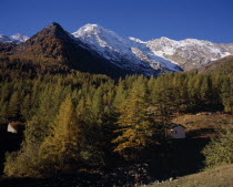 View west from Simplon Pass with trees in autumn colours towards snow covered Fletschhorn Mountain 3993metres 13072ft  European Schweiz Suisse Svizzera AlpsSwiss Western Europe Wallis Polynesia Sceni...