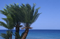 Palm Trees next to calm sea and clear blue sky