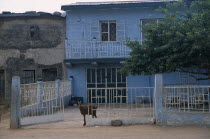 Typical house with blue painted exterior  white metal balcony and courtyard with goat standing in gateway.African Nigerian Western Africa