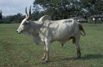 White longhorn bull.African Nigerian Western Africa Cattle Farming Agraian Agricultural Growing Husbandry  Land Producing Raising Male