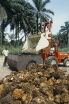 Oil palm fruit arriving at processing plant.African Nigerian Western Africa