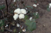 Cotton bols on plant.African Nigerian Western Africa Farming Agraian Agricultural Growing Husbandry  Land Producing Raising