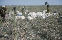 Women and young girls harvesting cotton.African Female Woman Girl Lady Kids Nigerian Western Africa Female Women Girl Lady Farming Agraian Agricultural Growing Husbandry  Land Producing Raising Immat...