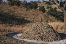 Stack of harvested Sorghum.African Nigerian Western Africa Farming Agraian Agricultural Growing Husbandry  Land Producing Raising