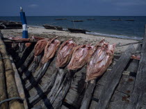 Close up of fish being sun dried on the beachAfrican Beaches Eastern Africa Resort Sand Sandy Seaside Shore Tanzanian Tourism
