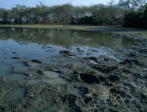 Footprints in the mud from a passing elephant herd seen on a walking safariAfrican Eastern Africa Scenic Tanzanian