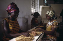 Women working in groundnut oil factory.African Nigerian Western Africa Female Woman Girl Lady Female Women Girl Lady