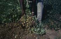 Groundnuts peanuts being inspected by handAfrican Nigerian Western Africa Farming Agraian Agricultural Growing Husbandry  Land Producing Raising