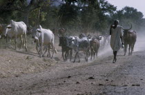 Herdsman walking along a dusty road with cattleAfrican Nigerian Western Africa Cow  Bovine Bos Taurus Livestock Farming Agraian Agricultural Growing Husbandry  Land Producing Raising