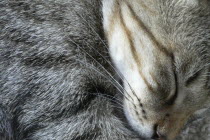 "Tigger"  pet cat  asleep Sleep Sleeping Nap Catnap Napping Rest Asia Gray Japanese Nihon Nippon Asian Grey Sleeping Resting