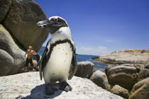 Jackass penguin on Boulders Beach just south of Simons TownBoulders BeachWildlifeJackass PenguinNatureTourismTravelHolidaysSeasideCuteSouth Africa African Beaches Resort Sand Sandy Shore One...