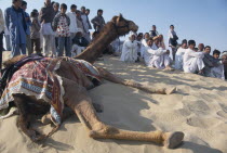 Camel taking a rest with the crowd on a sand dune during the Camel FestivalAsia Asian Nepalese Bharat Inde Indian Intiya Male Men Guy Male Man Guy Religion Religious Kids Learning Lessons Teaching Hi...