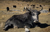 A Yak sat on the ground in the foreground with more yaks seen behindAsia Asian Nepalese Scenic Farming Agraian Agricultural Growing Husbandry  Land Producing Raising