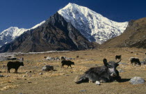 Yaks with Langtang II and Langtang Lirung peaks in the backgroundAsia Asian Nepalese Scenic Farming Agraian Agricultural Growing Husbandry  Land Producing Raising