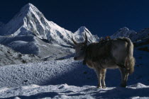 Dzopkyo standing on snow at sunrise with snow covered mountains Pumori  Lintren and Khumbatse in the background.Dzopkyo Yak /cattle crossbreed.Asia Asian Nepalese Scenic Cow  Bovine Bos Taurus Lives...