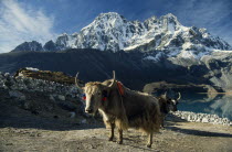 Yaks in the fields of Gokyo Village looking west over Dudh PokhariAsia Asian Nepalese Scenic