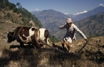 Man ploughing fields with cattle below Nesum VillageAsia Asian Nepalese Male Men Guy Male Man Guy Cow  Bovine Bos Taurus Livestock Farming Agraian Agricultural Growing Husbandry  Land Producing Raisi...