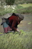 Lower Dolpo Trek. Near Jumla. Woman transplanting rice seedlings in Garjlankot village Asia Asian Nepalese Female Women Girl Lady Female Woman Girl Lady Farming Agraian Agricultural Growing Husbandry...
