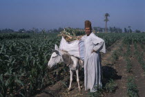 Onion Harvest . Man standing next to donkey loaded with onions.African Middle East North Africa Male Men Guy Male Man Guy Farming Agraian Agricultural Growing Husbandry  Land Producing Raising One in...